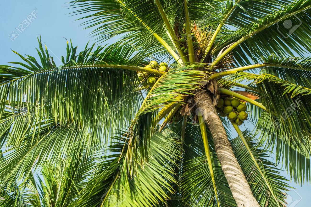 Stupid things you have done whilst away working 40403946-top-of-a-coconut-tree-see-some-coconuts-on-the-tree - EletriciansForums.net