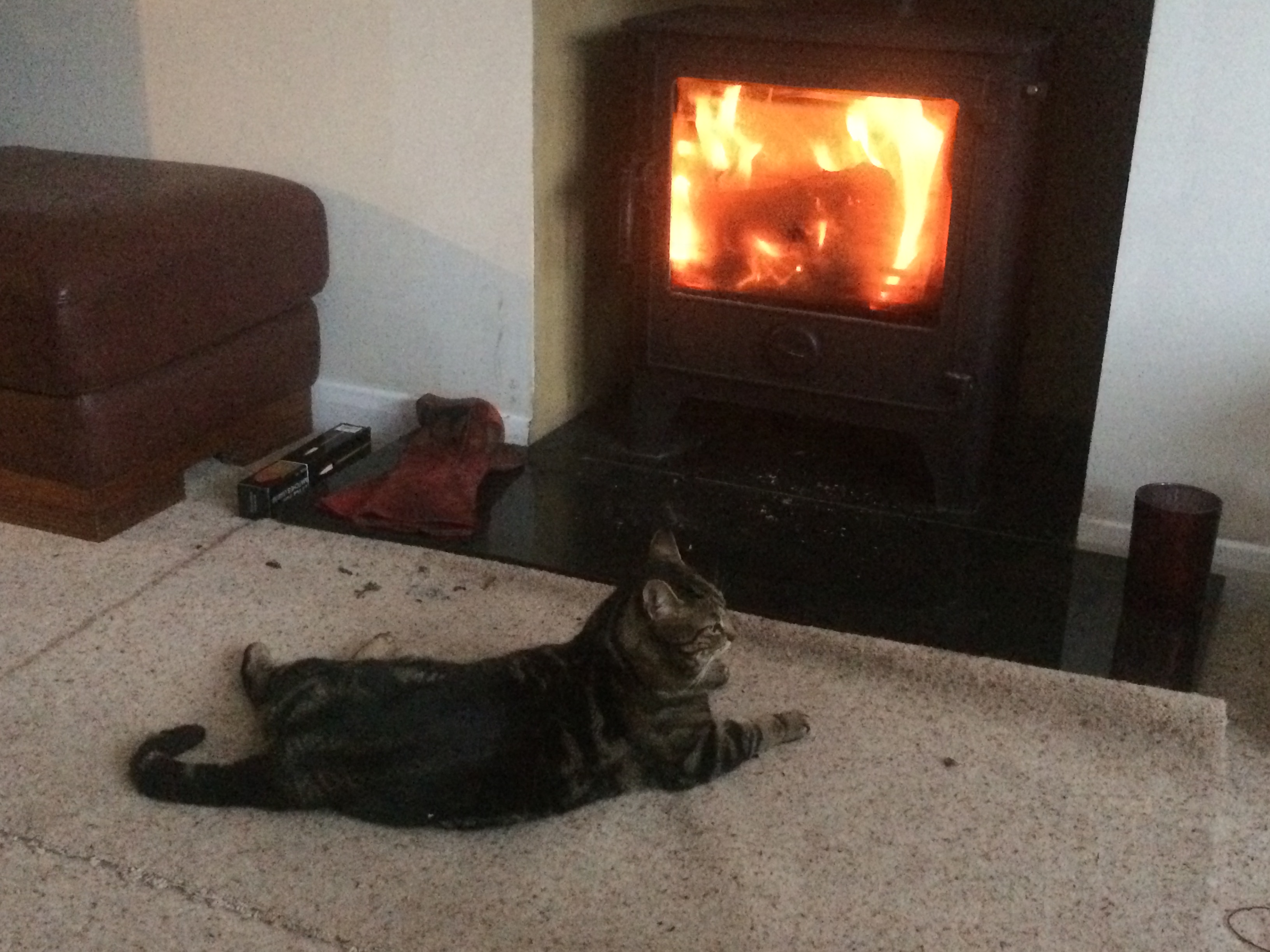 The Right Idea for This Weather. Happy Cat! - EletriciansForums.net