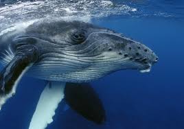 humpback wale.jpg