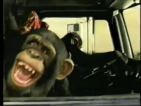 monkey moving co.gif