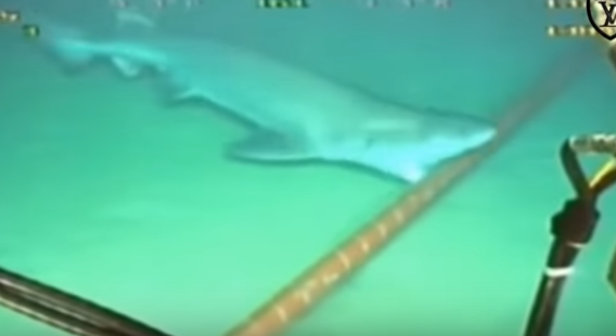 Shark cable.PNG