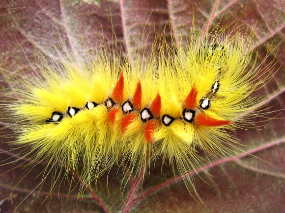 sycamore moth caterpillar.jpg
