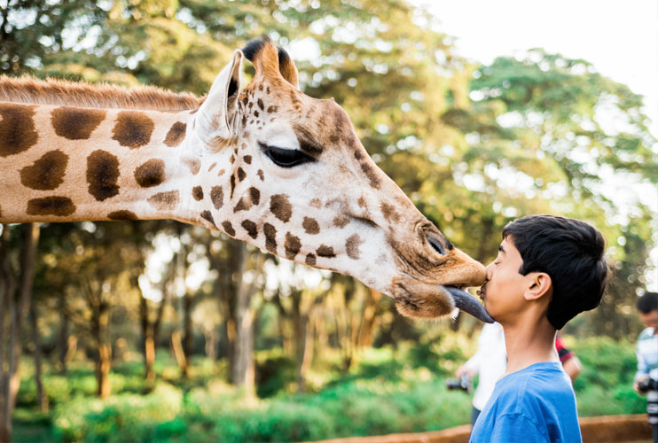 The-Safari-Collection-young-boy-gives-the-giraffe-kiss-a-go.jpg