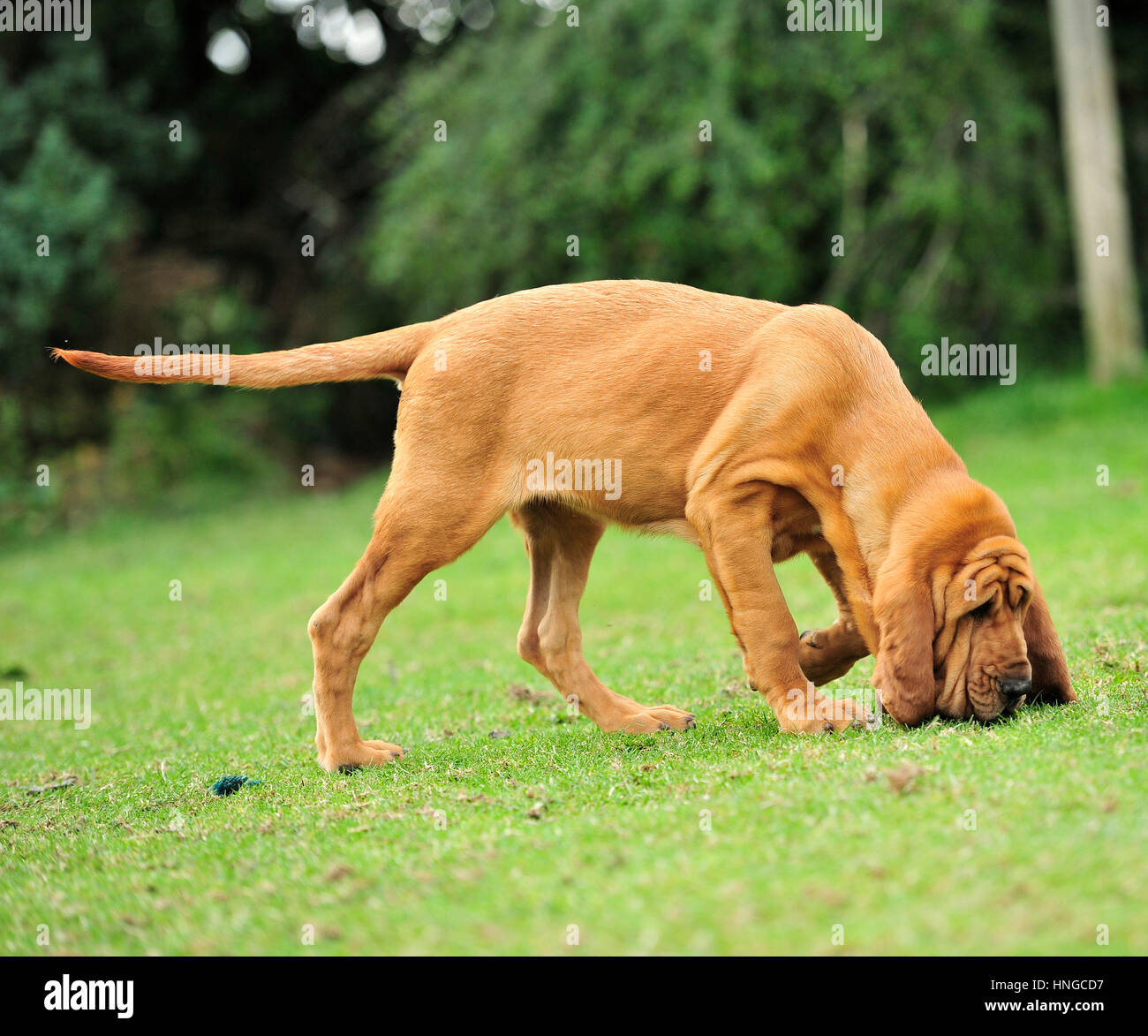 bloodhound-following-a-scent-HNGCD7.jpg