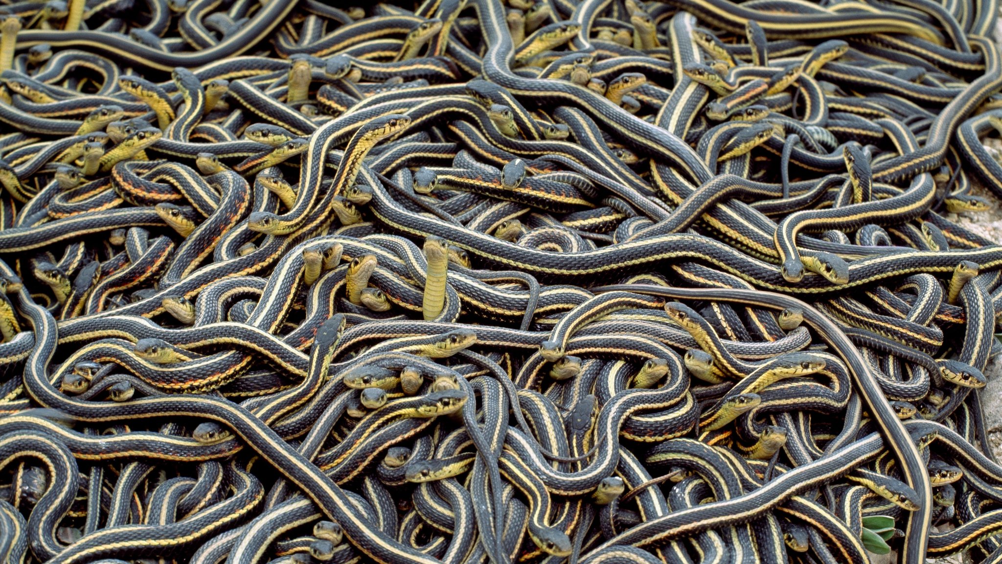 07snakes-superJumbo.jpg
