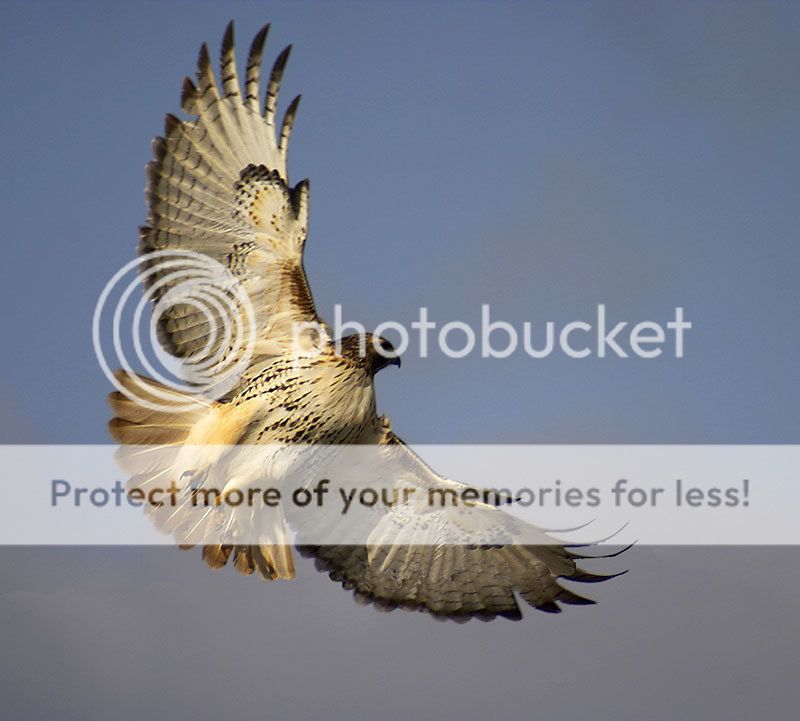 Red-Tailed-Hawk.jpg