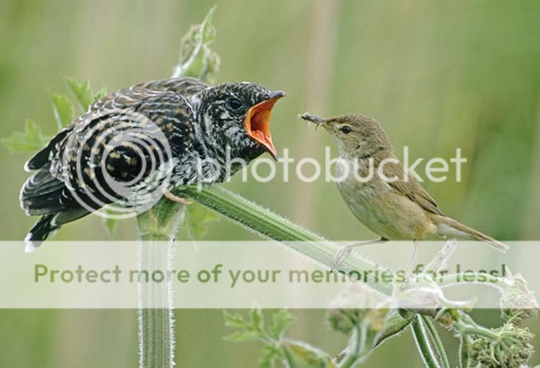 Cuckoo_zps9f0329a1.jpg