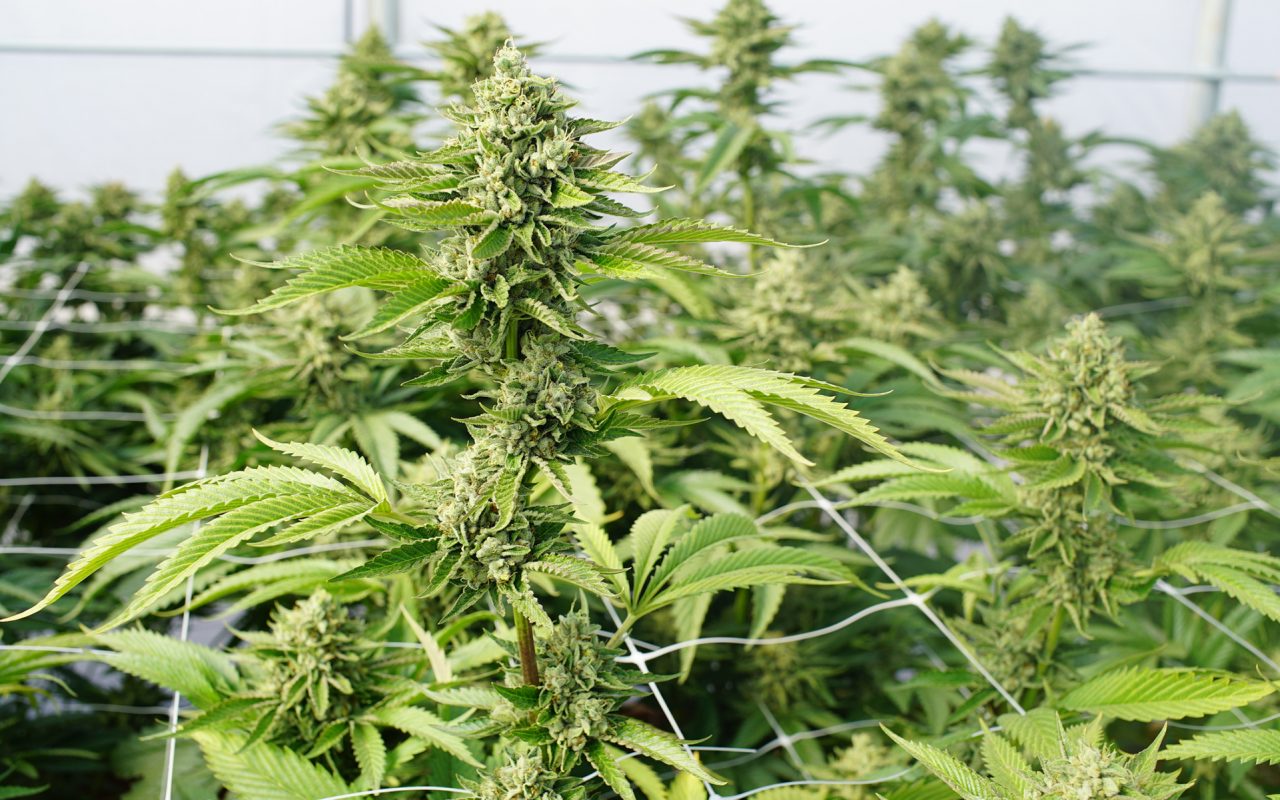 high-yield-cannabis-strains-1280x800.jpg
