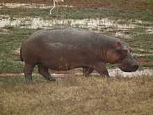 220px-Hippopotamus_amphibius_in_Tanzania_4041_Nevit.jpg